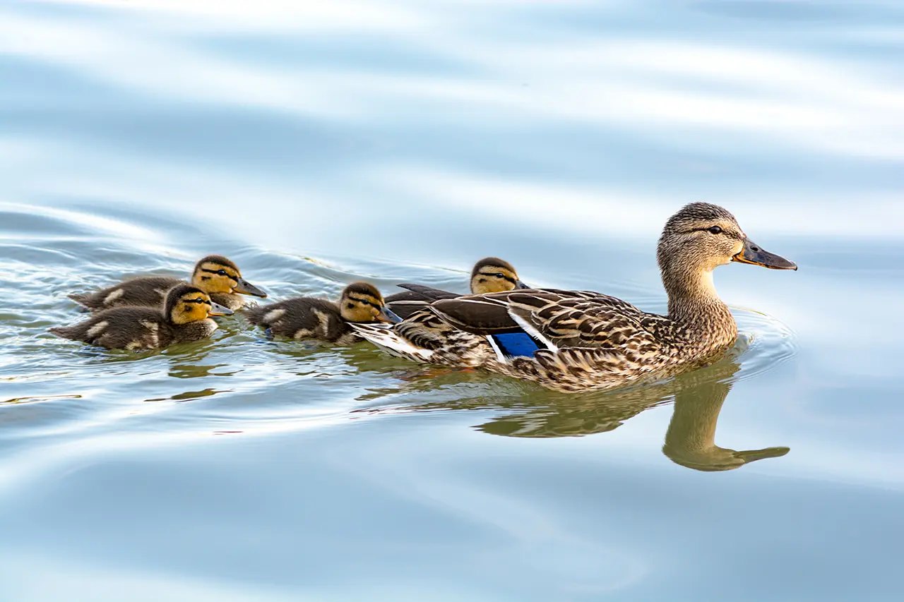 Swimming Lessons